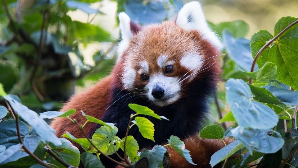 Langtang National Park 5 Red Panda in Langtang National Park