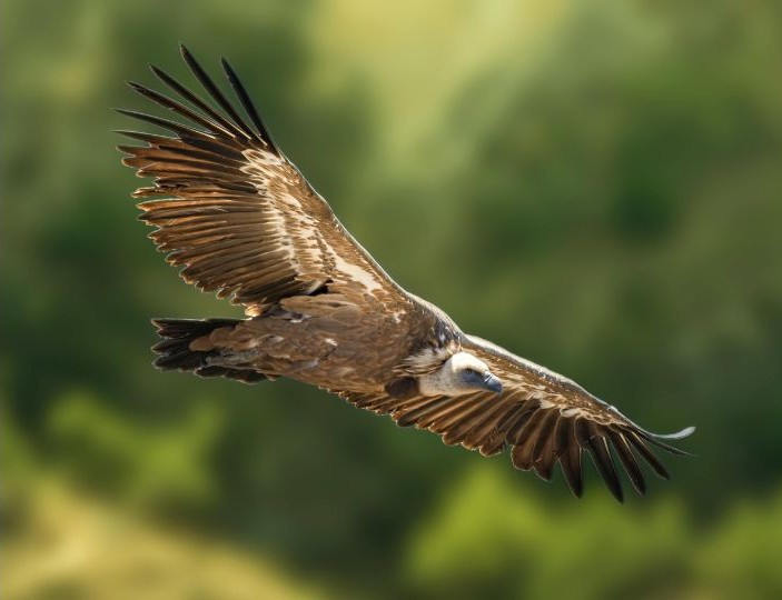 41 Best Photos from Langtang Trek 29 Himalaya Griffon