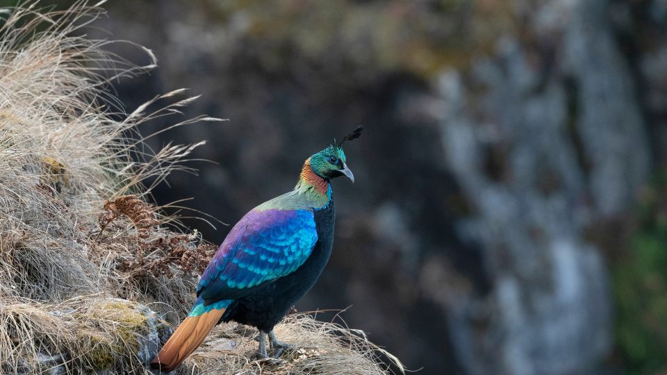 41 Best Photos from Langtang Trek 25 Himalayan Monal