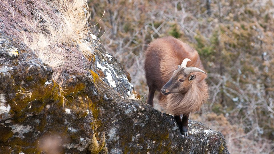 41 Best Photos from Langtang Trek 27 Himalayan Tahr
