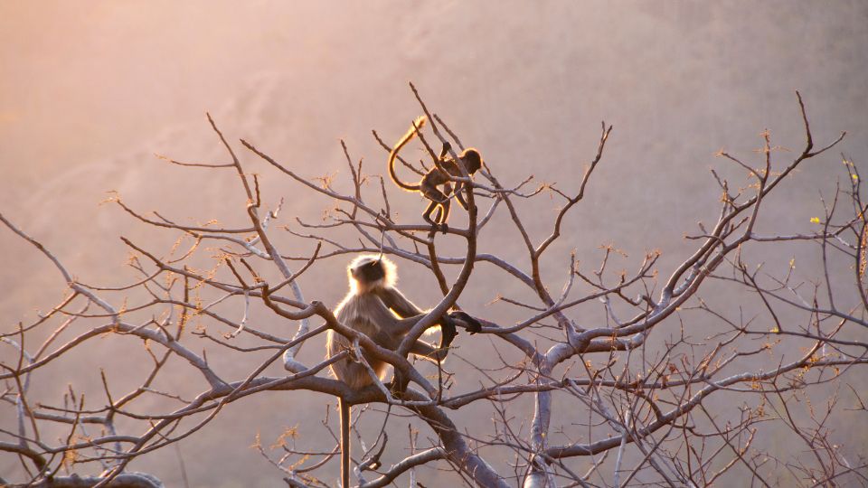 41 Best Photos from Langtang Trek 28 Langur Monkeys