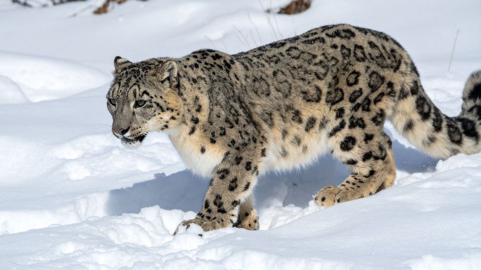 41 Best Photos from Langtang Trek 26 Snow Leopard