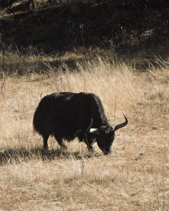 Langtang Valley: 12 Interesting Facts 10 Black Yak Grazing in Langtang Valley