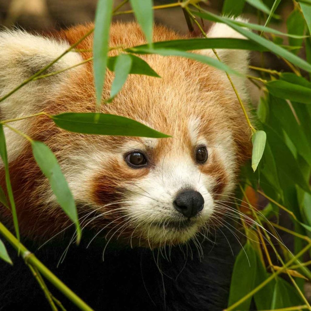 8-Day Langtang Valley Trek New Itinerary & Cost after Flood 5 Red Panda